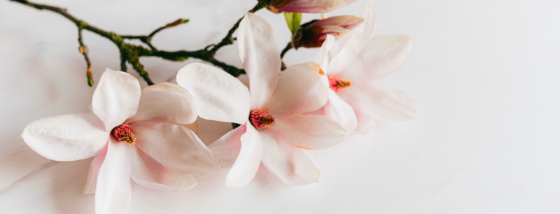 Künstliche Magnolien: Kunstblumen mit | Stil CreaFlor Home | CreaFlor Home